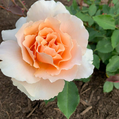 Just Joey Hybrid Tea Rose