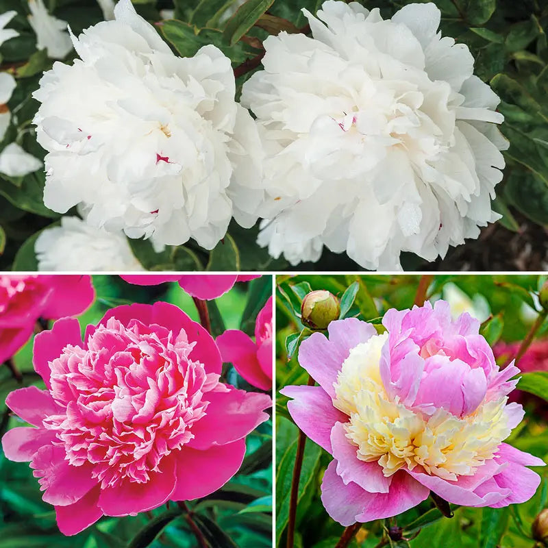 Most Fragrant Peony Collection