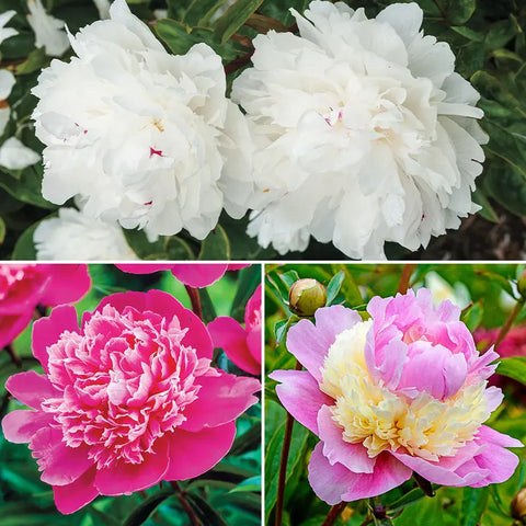 4 pcs Peony bulbsRare Exotic Flowers, Healthy and Fragrant Deep