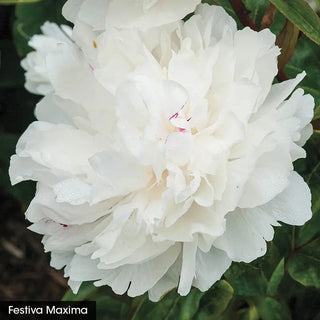 Most Fragrant Peony Collection