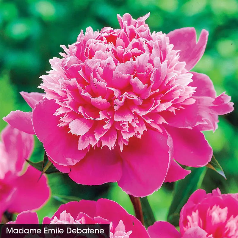 4 pcs Peony bulbsRare Exotic Flowers, Healthy and Fragrant Deep Pink Peony,  A Must-Have for The Peony Bulb Garden : : Patio, Lawn & Garden
