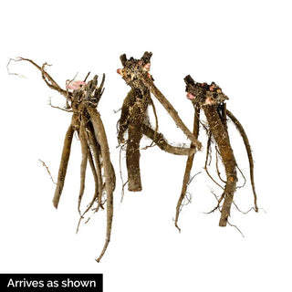 Most Fragrant Peony Collection