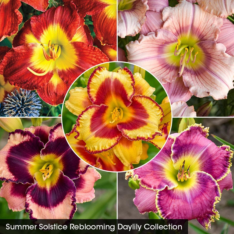 Summer Solstice Reblooming Daylily Collection