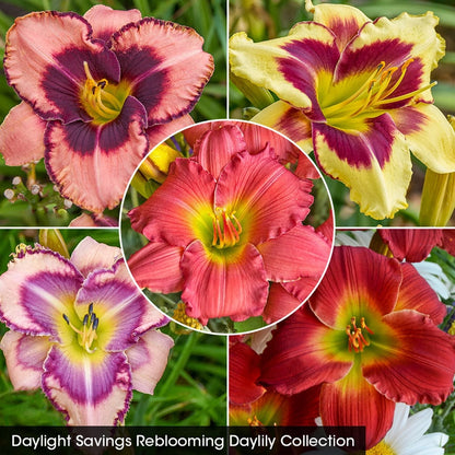 Daylight Savings Reblooming Daylily Collection