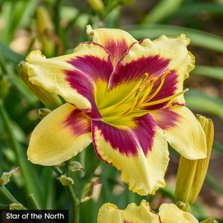 Daylight Savings Reblooming Daylily Collection
