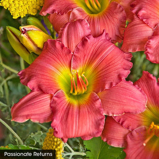 Daylight Savings Reblooming Daylily Collection