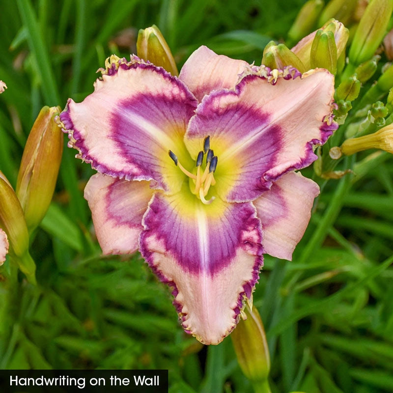 day lilies flower Daylight Savings Reblooming Daylilies| Spring Hill Nurseries