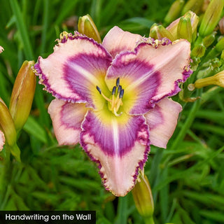 Daylight Savings Reblooming Daylily Collection