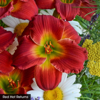 Daylight Savings Reblooming Daylily Collection