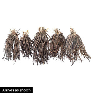 Daylight Savings Reblooming Daylily Collection