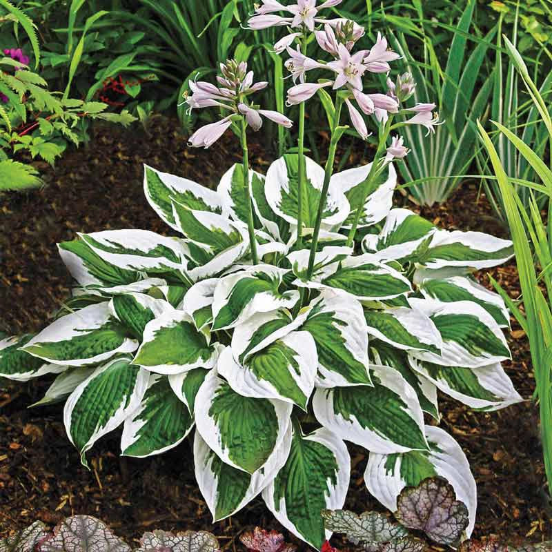 Patriot Hosta