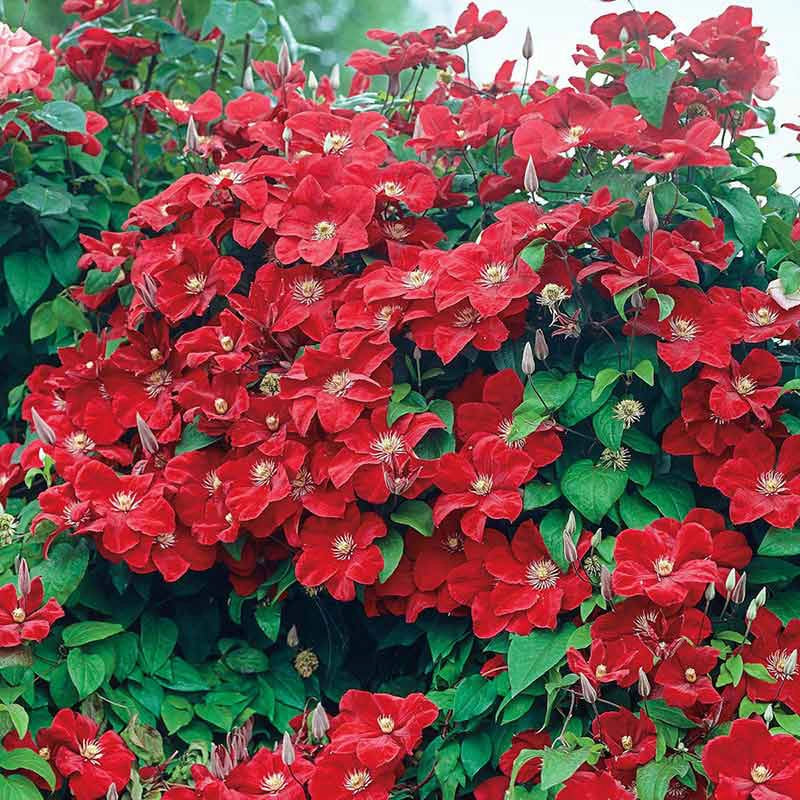 Clematis Rouge Cardinal