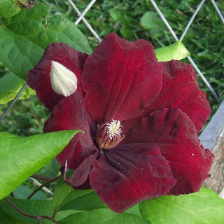 Clematis Rouge Cardinal