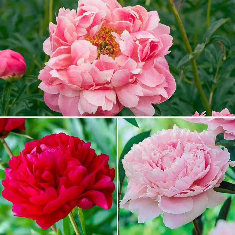 Fantastic Frills Peony Collection