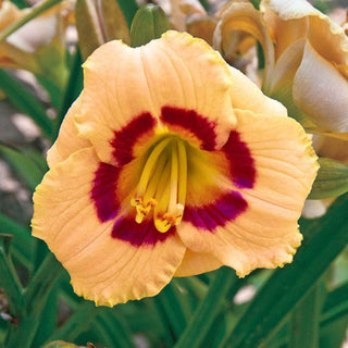 Baby Moon Cafè Jumbo Daylily