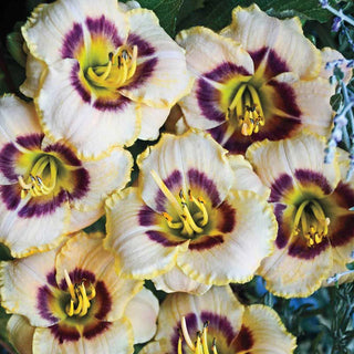 Baby Moon Cafè Jumbo Daylily