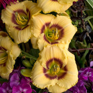 Baby Moon Cafè Jumbo Daylily