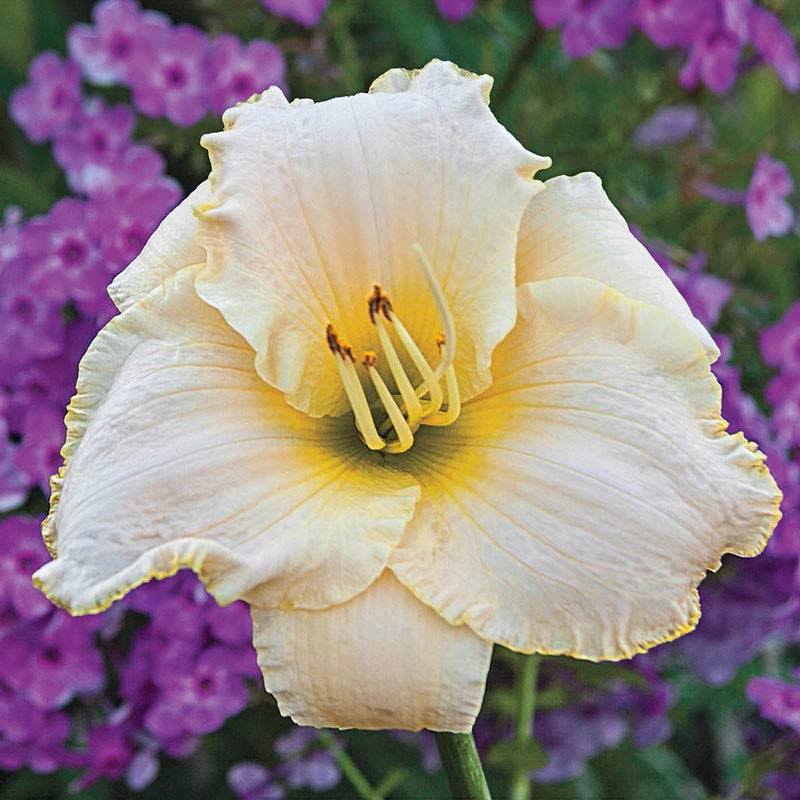 Early Snow Daylily