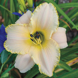 Early Snow Daylily