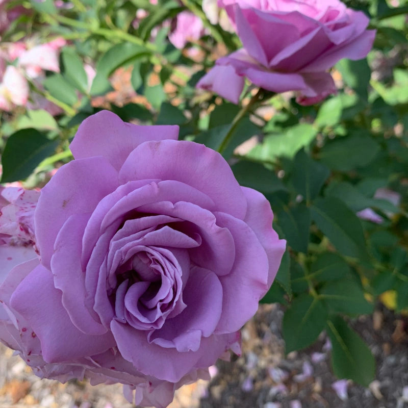 planting seeds of love song Love Song Tree Rose | Shop Roses