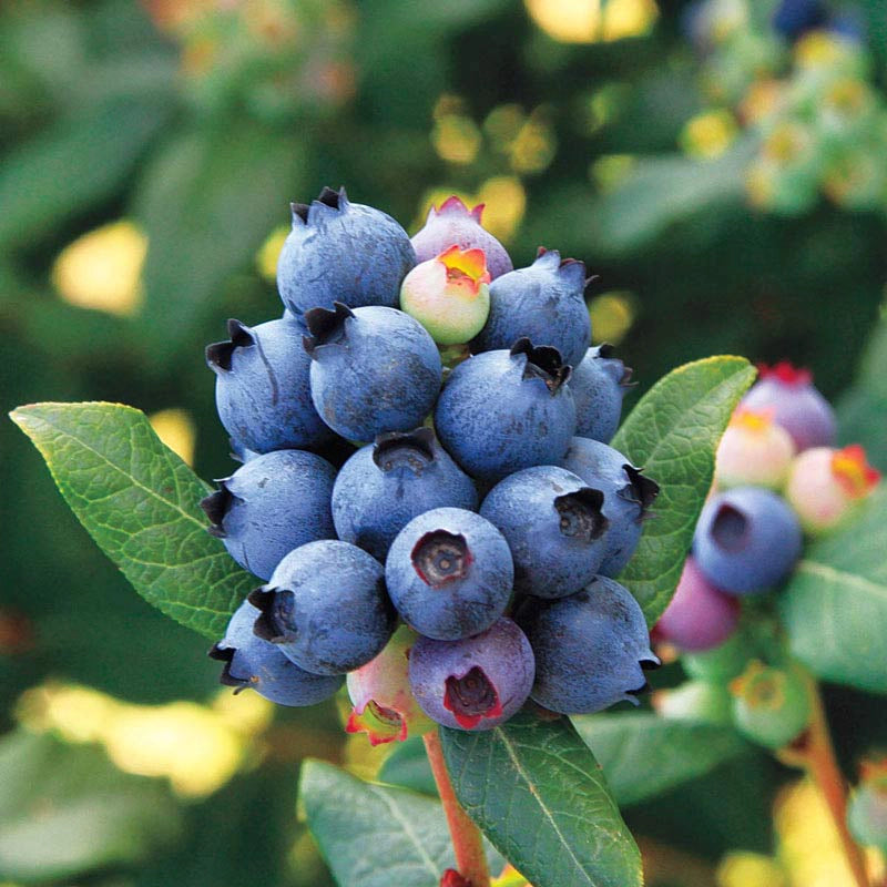 Perpetua® Blueberry