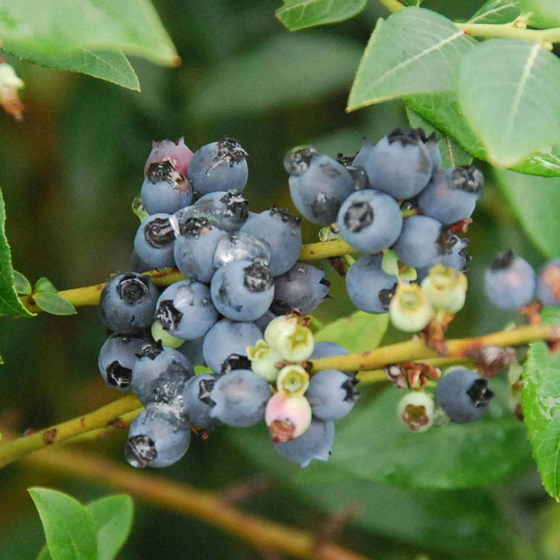 Perpetua® Blueberry