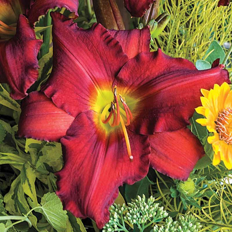 Red Razzmatazz Daylily