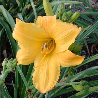 Buttered Popcorn Jumbo Daylily