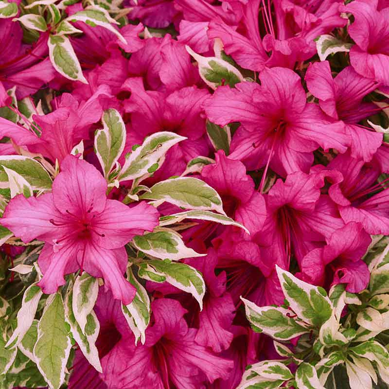 Bollywood® Azalea