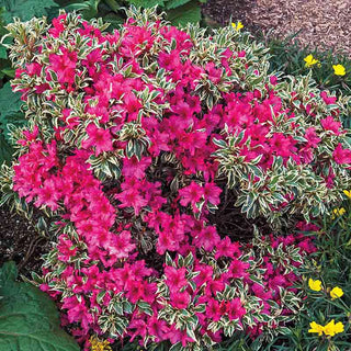 Bollywood® Azalea