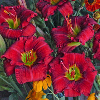 Funny Valentine Daylily