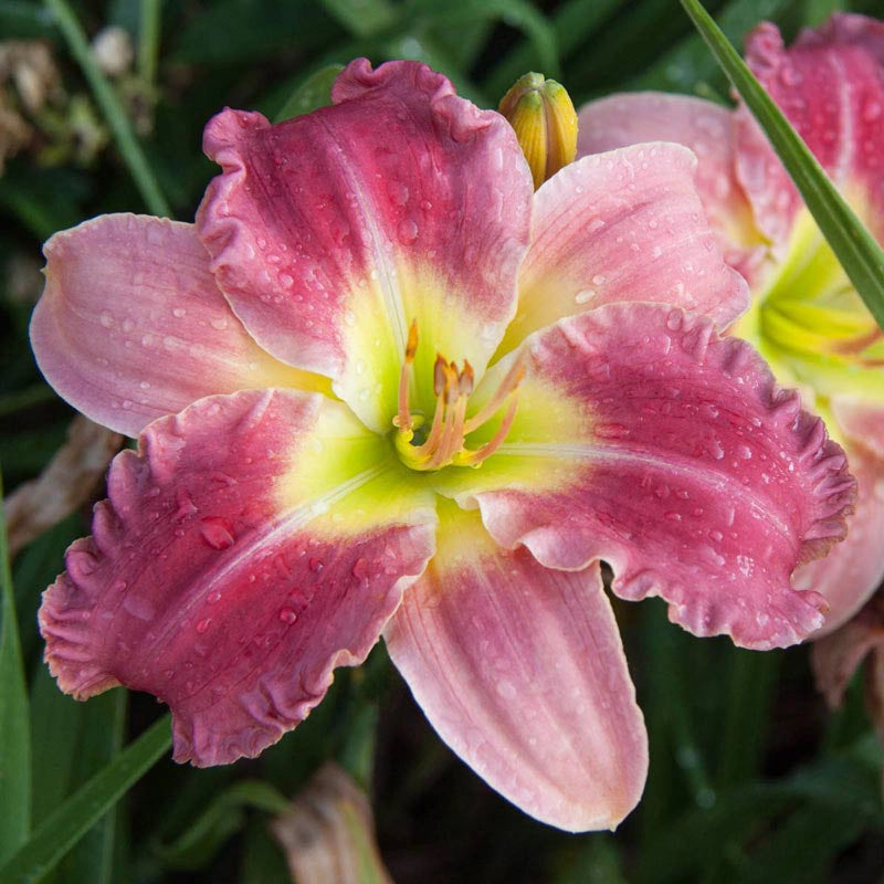 Stolen Treasure Jumbo Daylily