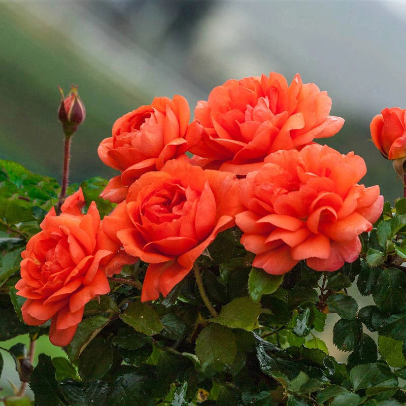 Jumbo Roses | Spring Hill Nurseries – Spring Hill Nursery