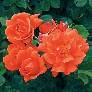 Above All™ Climbing Rose