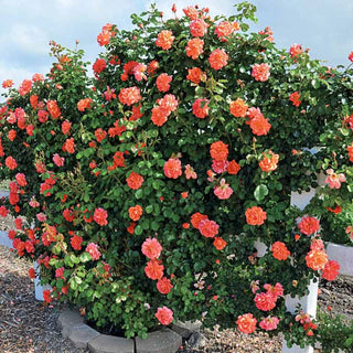 Above All™ Climbing Rose