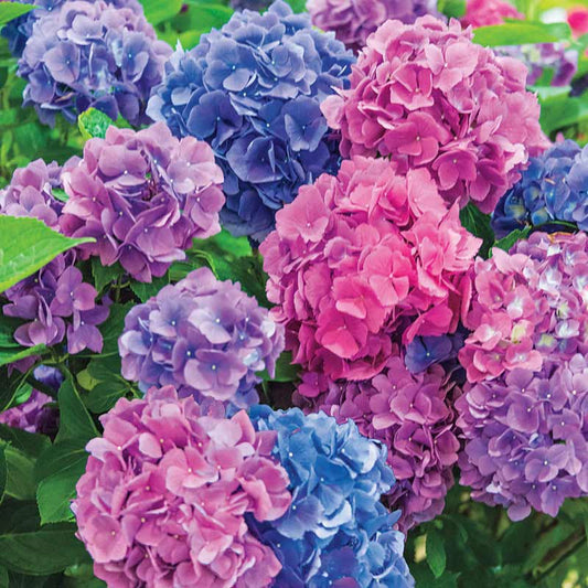 La online dreamin hydrangea