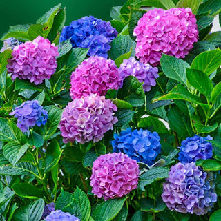 L.A. Dreamin'™ Hydrangea