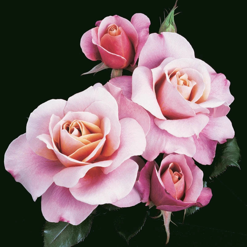 Collections – Spring Hill Nursery