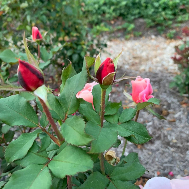 Distant Drums Floribunda Rose