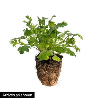 Butterfly Blue Scabiosa