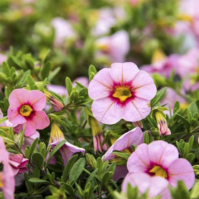 Tiki Soft Pink Calibrachoa