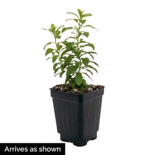 Tiki Soft Pink Calibrachoa