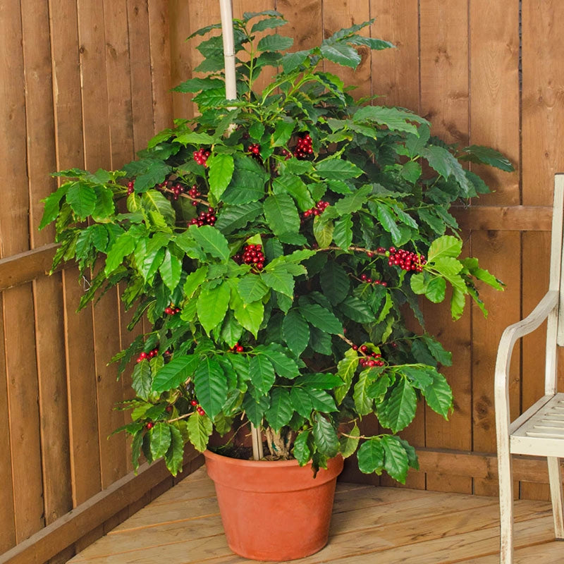 coffee tree indoor plant Dwarf Pacas Coffee Tree