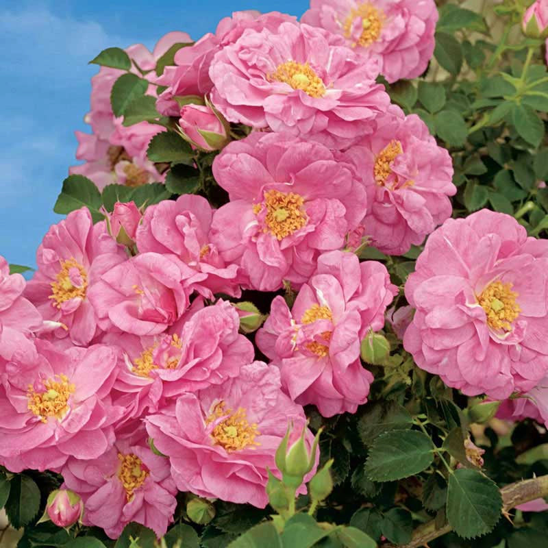 Climbing Roses for Sale | Shop Roses | Spring Hill – Spring Hill Nursery