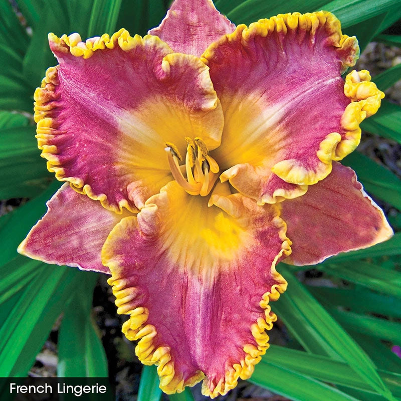 Classic Reblooming Daylily Collection