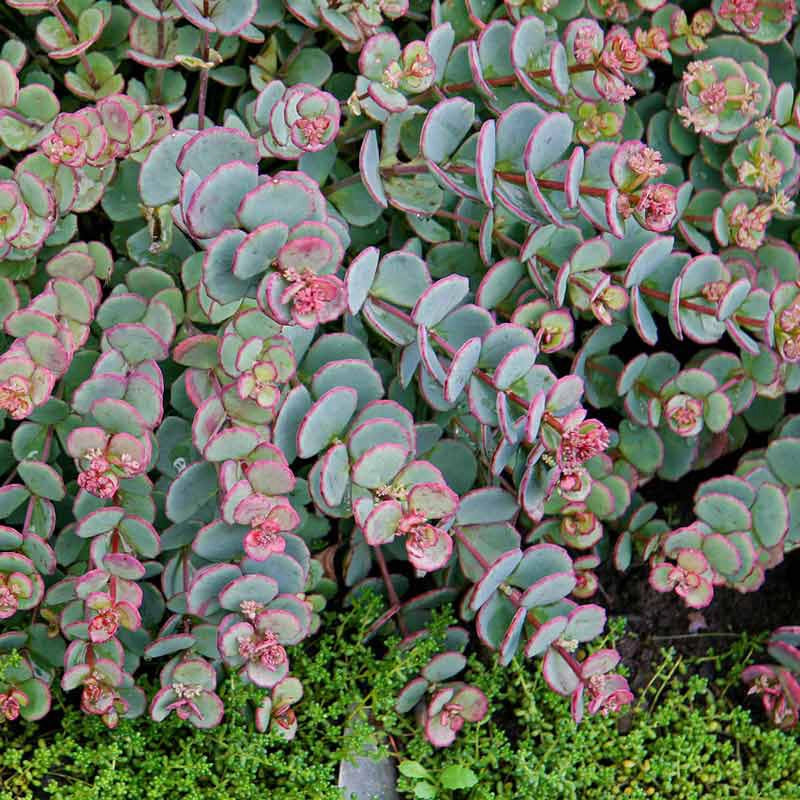 ground cover sedum succulent Creeping Blue Sedum