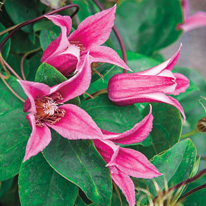 Clematis Duchess Of Albany