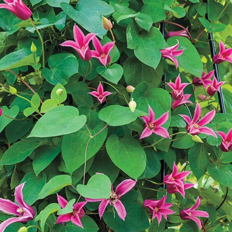 Clematis Duchess Of Albany