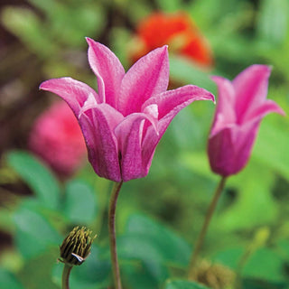 Clematis Duchess Of Albany