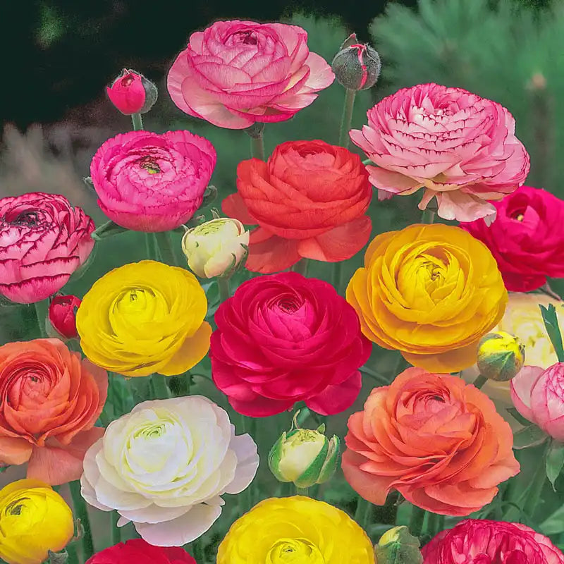 Variety Ranunculus Ranunculus Mix – Spring Hill Nursery